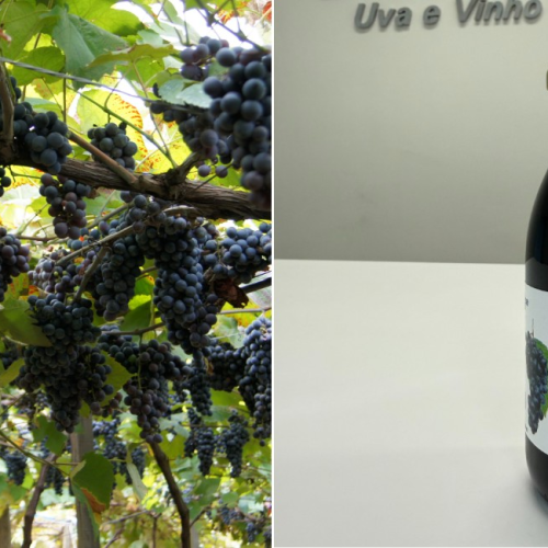 Embrapa lança duas uvas voltadas para produção de sucos e vinhos