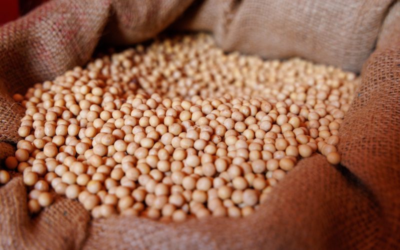 Frísia e Castrolanda se unem na produção de sementes