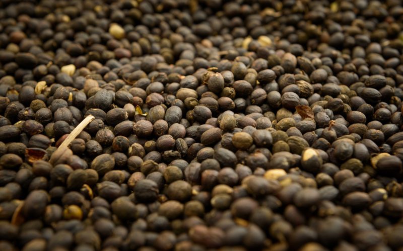 Café opera estável em Nova York de olho em redução de safra na Indonésia