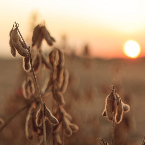 Preço da soja cai pela quinta vez consecutiva em Chicago