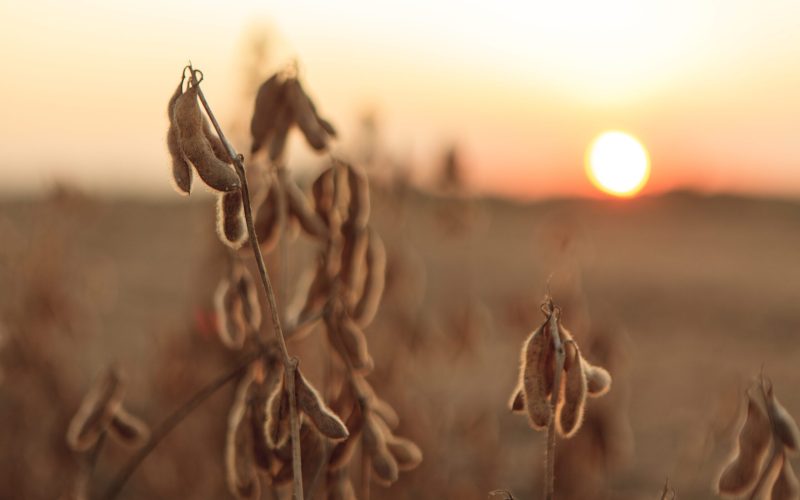 Preço da soja cai pela quinta vez consecutiva em Chicago