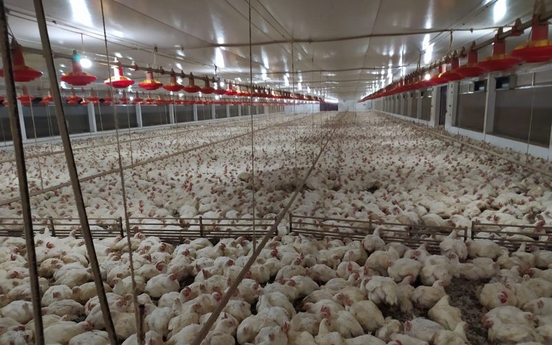 Custos de produção de frango e suínos subiram em novembro, diz Embrapa