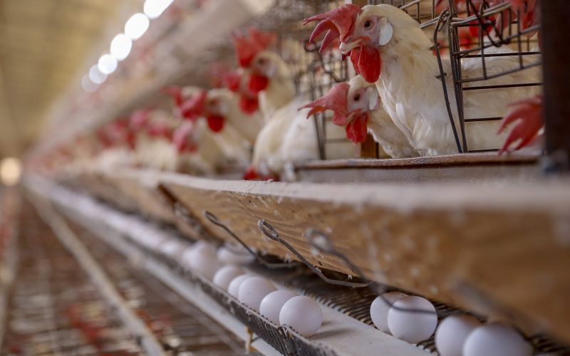 Acordo UE-Mercosul cria isenções para frango e ovos, e cota preferencial para carne suína