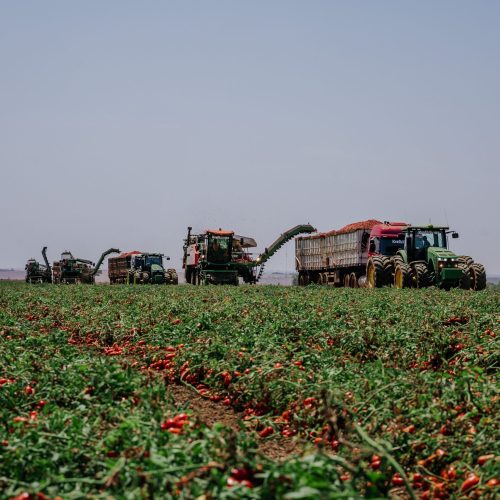 Do campo à mesa: conheça o ciclo do tomate até virar ketchup