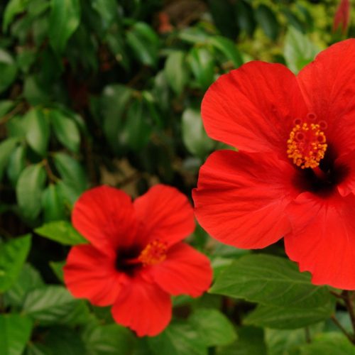 Oito flores que são comestíveis (e deliciosas) para você conhecer