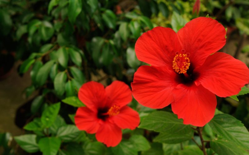 Oito flores que são comestíveis (e deliciosas) para você conhecer