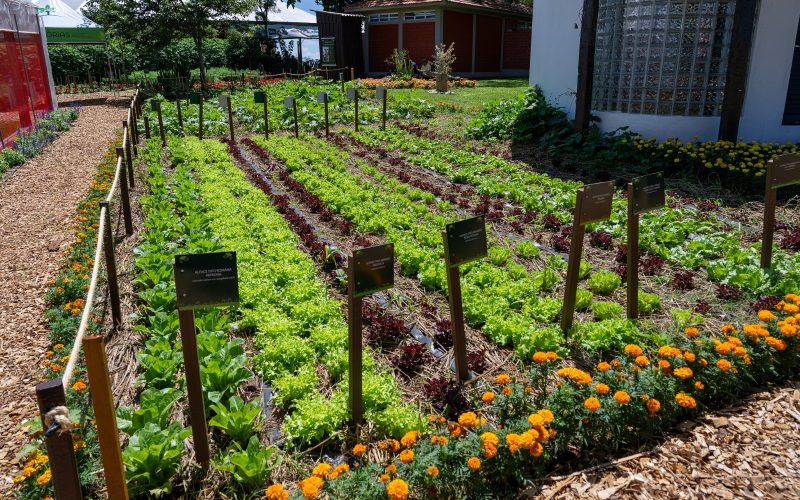 Paraná e Mato Grosso do Sul terão oficinas de hortas urbanas e educativas