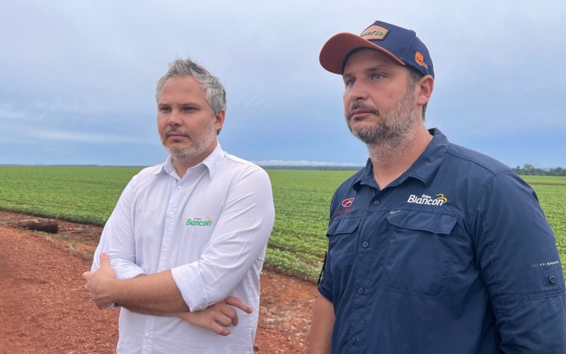 Irmãos plantam algodão em área recuperada e colhem 315 arrobas por hectare