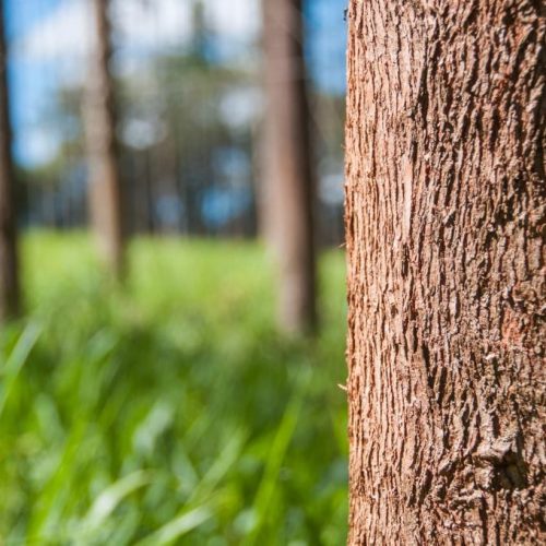 Governo federal publica decreto que estabelece ‘cartilha’ para balizar práticas sustentáveis