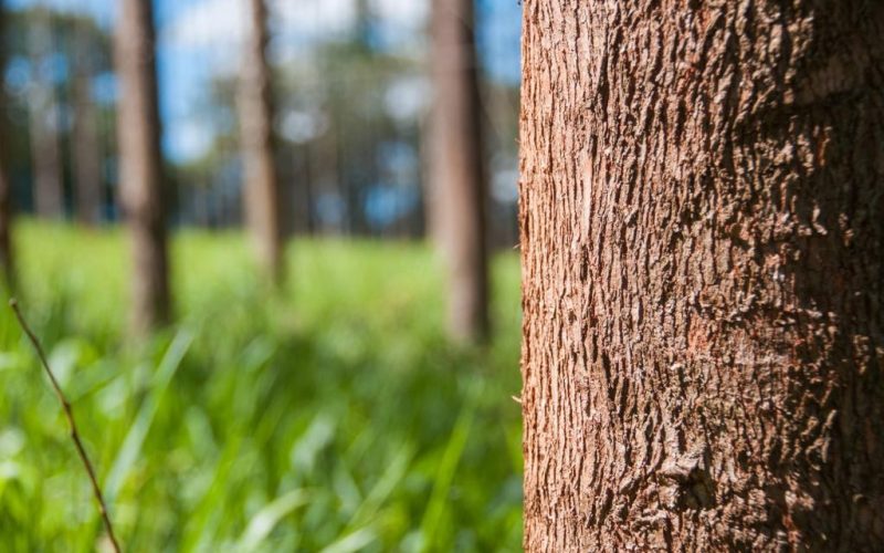 Governo federal publica decreto que estabelece ‘cartilha’ para balizar práticas sustentáveis