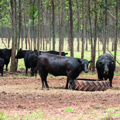 Meio Ambiente deve atender à demanda do agro no Plano Clima