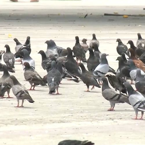 Pombos aglomerados em rodoviária de Fortaleza representam risco à saúde, alerta infectologista