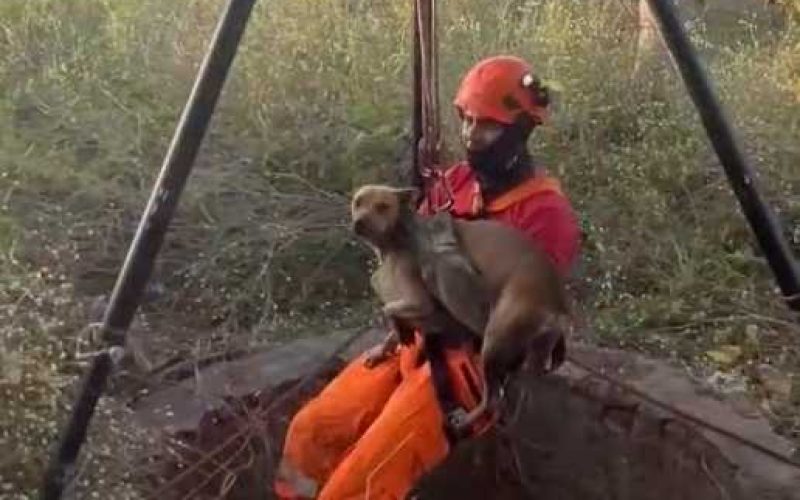 Cão é resgatado de poço de 15 metros no CE após cair enquanto brincava com outros cachorros