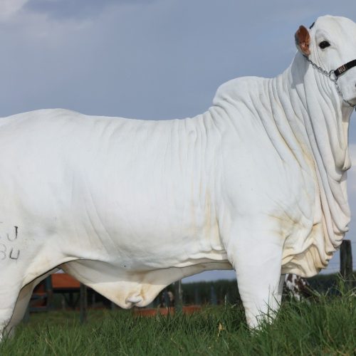 Vaca da dupla Henrique e Juliano, que vale R$ 4,2 milhões, é atração em exposição