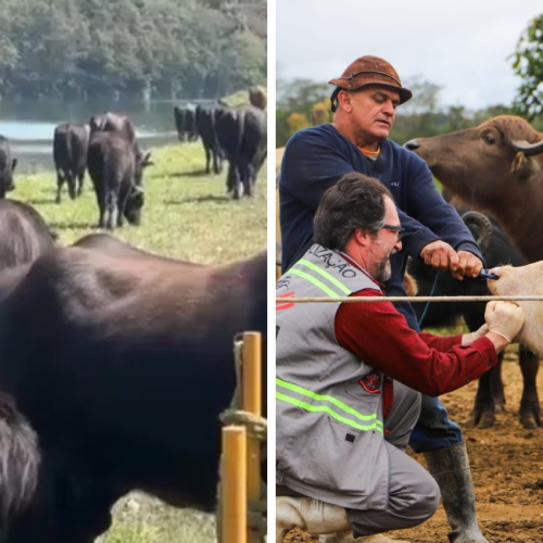 Lembra deles? Búfalos que viralizaram tomando banho no Rio Pinheiros ganham novo lar