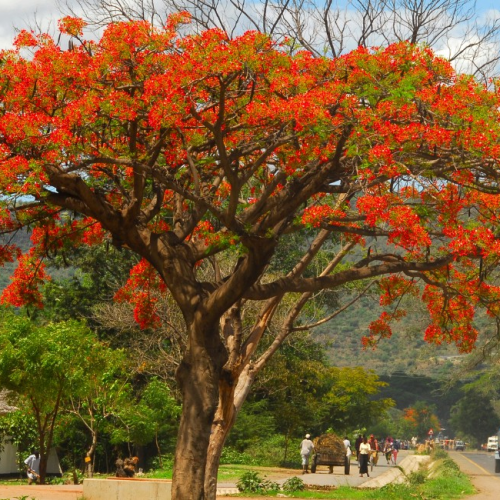 Flores que marcam a primavera: conheça as principais espécies