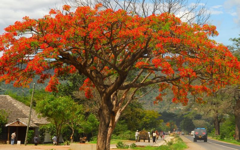 Flores que marcam a primavera: conheça as principais espécies