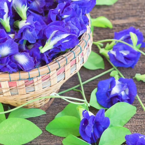 Conheça a ervilha-borboleta, flor ‘mágica’ que tem gerado renda na Índia
