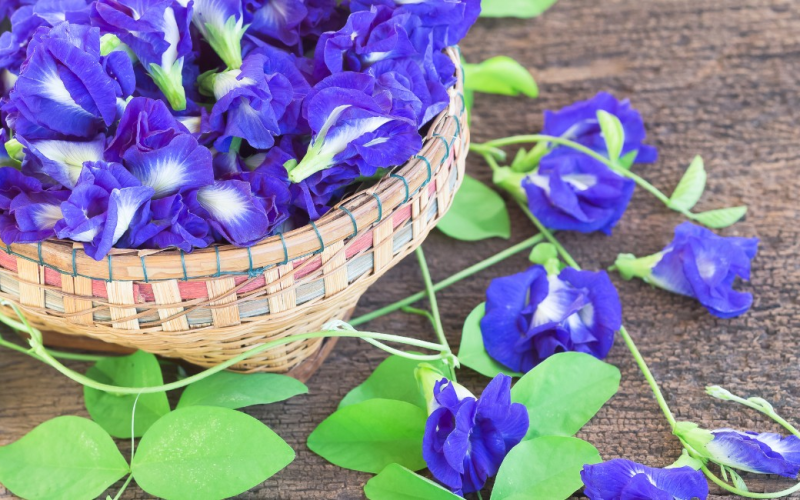 Conheça a ervilha-borboleta, flor ‘mágica’ que tem gerado renda na Índia