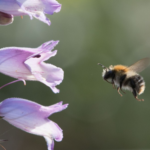 As abelhas sabem que horas são? Estudo sugere que sim
