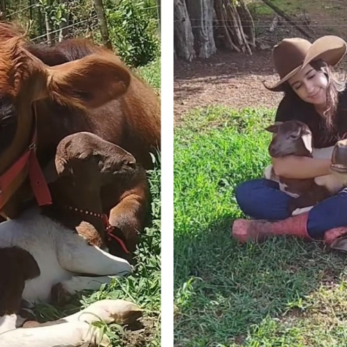 Vaca ‘adota’ ovelha após perder filhote em Minas Gerais e vídeo viraliza