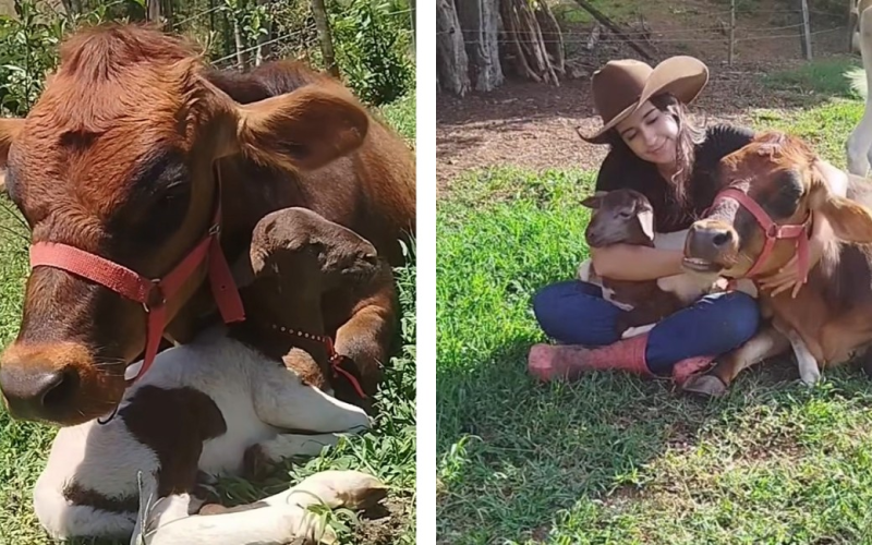Vaca ‘adota’ ovelha após perder filhote em Minas Gerais e vídeo viraliza