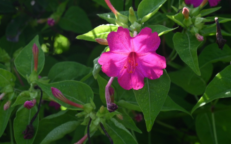 Flores do verão: conheça as espécies para ter em casa nesta estação