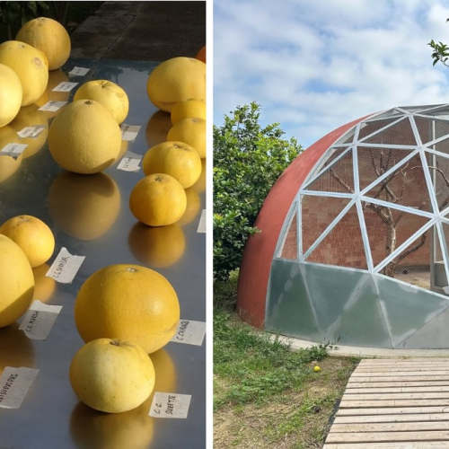 Fazenda espanhola aposta em citros raros como resposta às mudanças climáticas