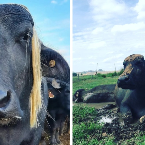 Conheça Catarina, a búfala ‘influencer’ que conquistou seguidores nas redes