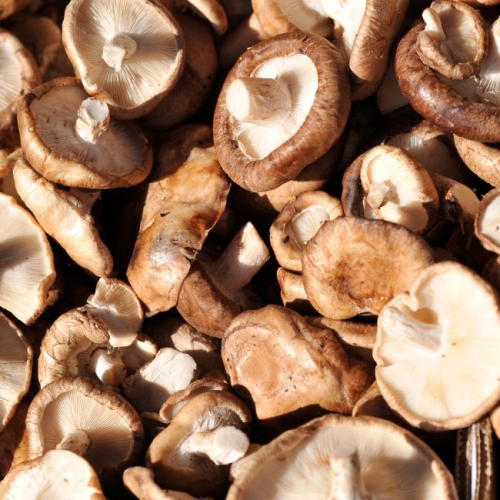 Como os cogumelos poderão substituir os chips de computador no futuro