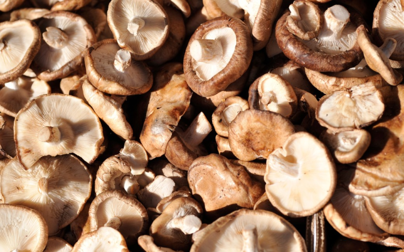 Como os cogumelos poderão substituir os chips de computador no futuro