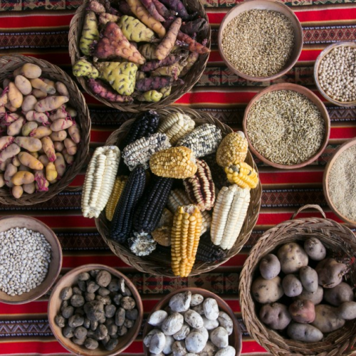 Conheça as chakras, sistema agrícola ancestral do Equador