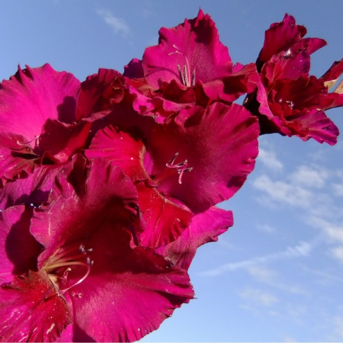 Flores de janeiro: veja quais espécies que se desenvolvem melhor no verão