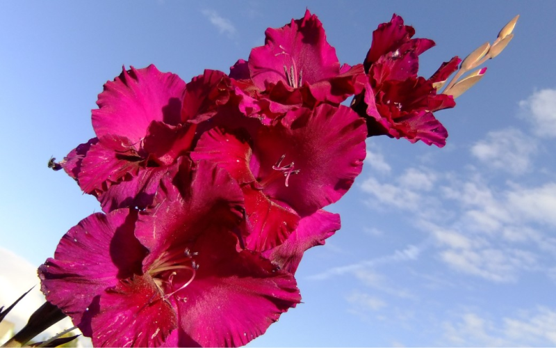 Flores de janeiro: veja quais espécies que se desenvolvem melhor no verão