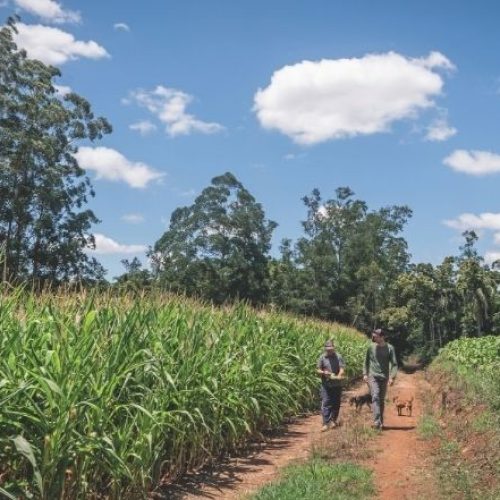 Como produtores do RS usam manejo do solo para enfrentar extremos climáticos