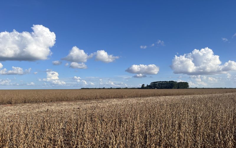 Soja, milho e trigo retomam tendência de queda na bolsa de Chicago