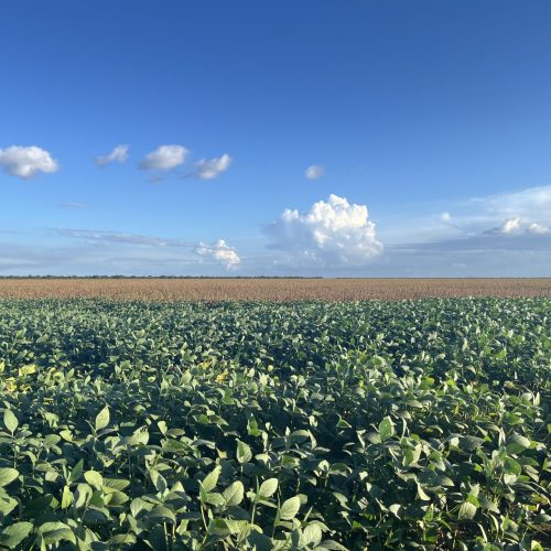 Polo agrícola no Matopiba, Oeste da Bahia pode captar R$ 1 bilhão em carbono florestal