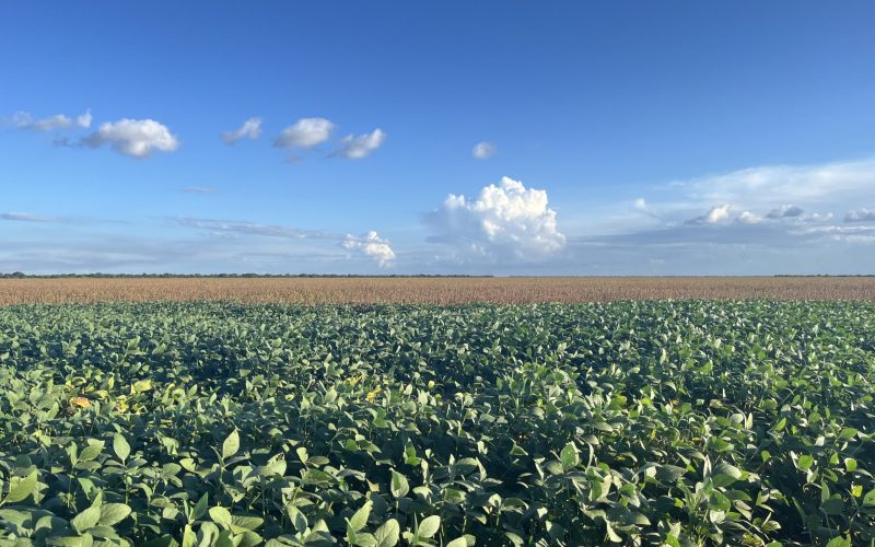 Polo agrícola no Matopiba, Oeste da Bahia pode captar R$ 1 bilhão em carbono florestal