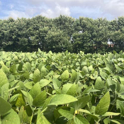 Entidades criticam saída da Abiove e empresas da Moratória da Soja