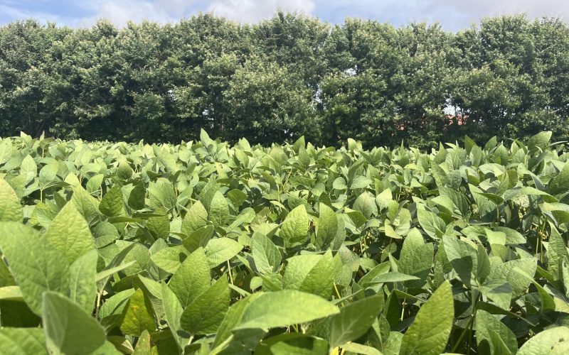 Entidades criticam saída da Abiove e empresas da Moratória da Soja