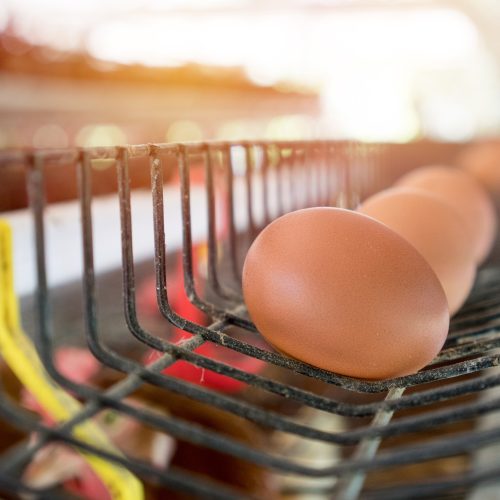 Custos menores e consumo interno devem sustentar crescimento da produção de ovos em 2026