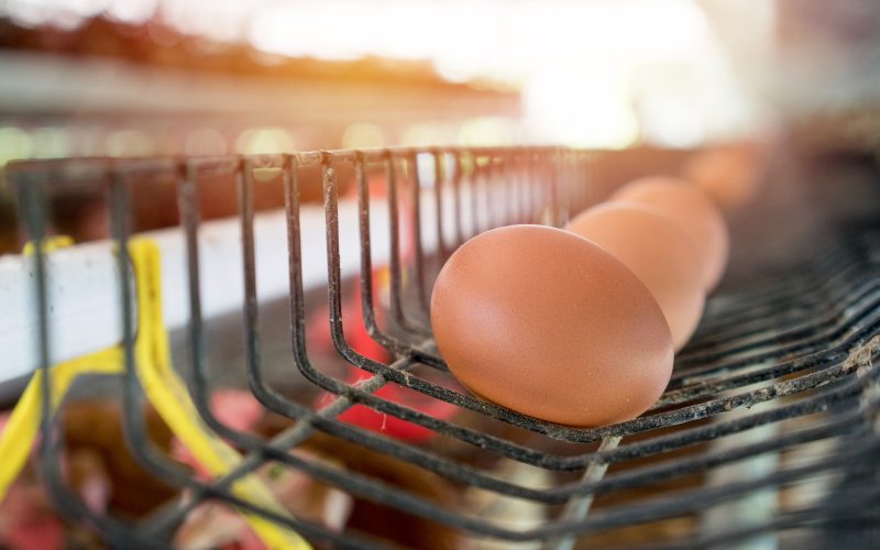 Custos menores e consumo interno devem sustentar crescimento da produção de ovos em 2026
