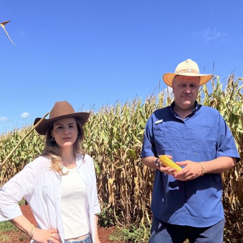 Colheita do milho começa no RS com otimismo após temor de nova estiagem