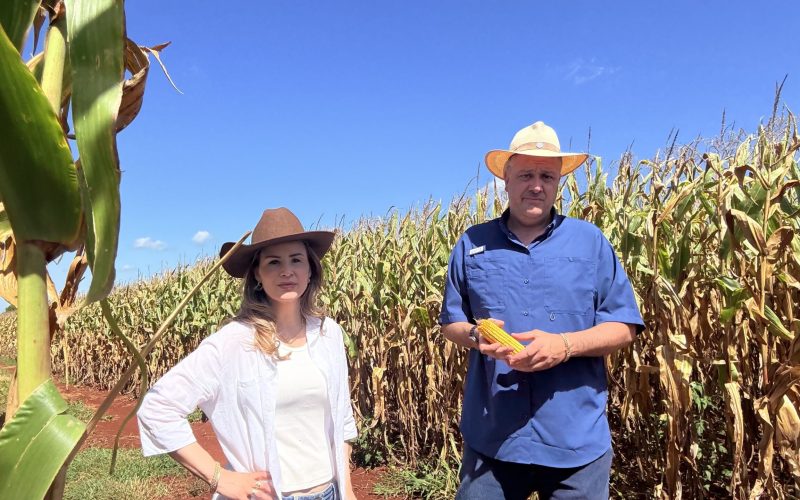 Colheita do milho começa no RS com otimismo após temor de nova estiagem