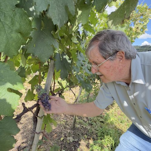 Agrônomo reinventa tradição de antepassados e faz vinícola virar destino turístico em MG