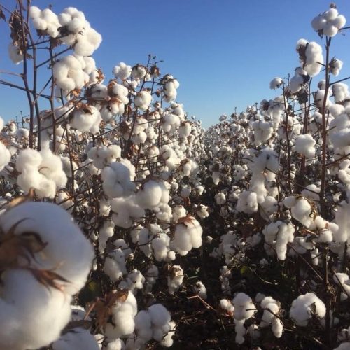 Produtividade do algodão é a segunda maior da história em Mato Grosso