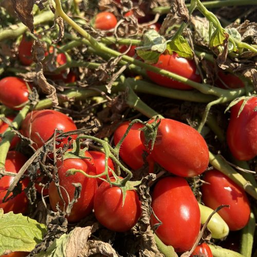 Conheça a genética desenvolvida há 90 anos nos tomates da Heinz