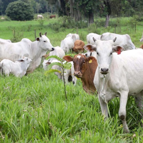 Vendas de sêmen bovino registraram alta de 11% no primeiro trimestre