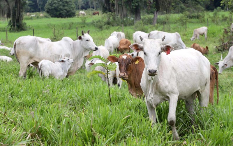 Vendas de sêmen bovino registraram alta de 11% no primeiro trimestre