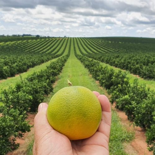 Cana e laranja ganham novas fronteiras produtivas